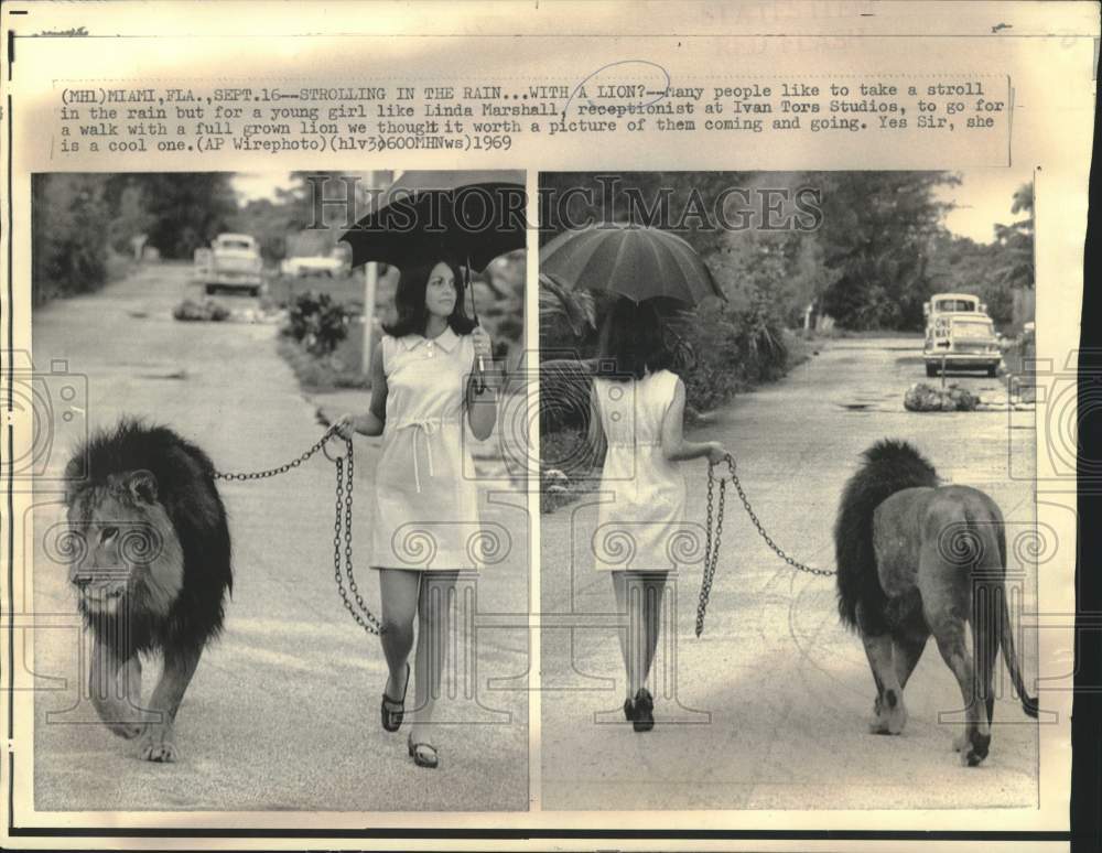 1969 Linda Marshall takes stroll in rain with lion in Miami, Florida-Historic Images