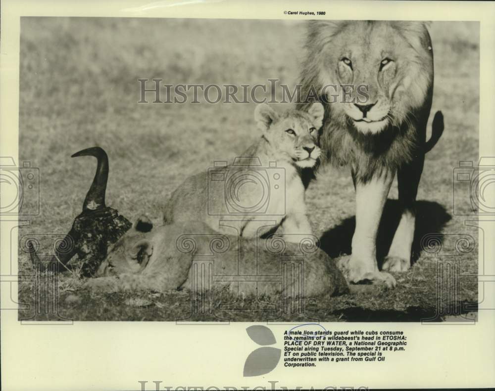 1981 Press Photo Male lion guards cubs in National Geographic television special - Historic Images