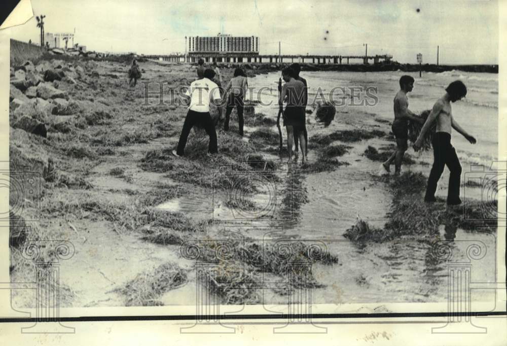 1970 Youngsters spread hay along Galveston, Texas beach to soak oil - Historic Images