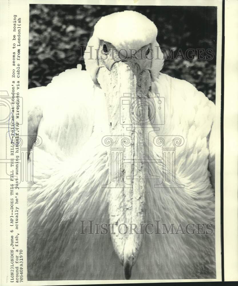 1970 Press Photo London Zoo&#39;s pelican sunning himself - now30702 - Historic Images