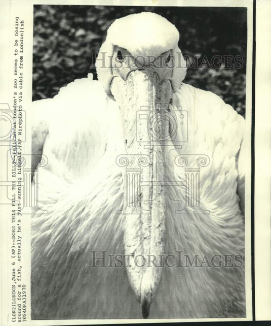 1970 Press Photo London Zoo's pelican sunning himself - now30702 - Historic Images