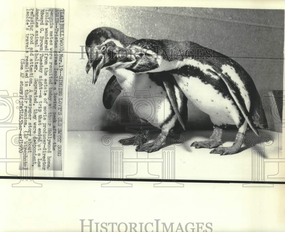 1970 Penguins Tristan and Isolde reunited in Hollywood, Calfornia - Historic Images