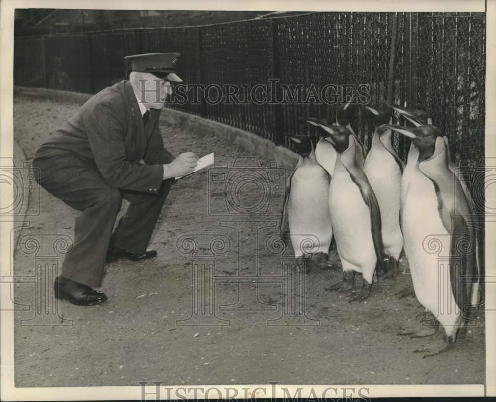 1960 Zoo Keeper George Newson counts penguins at London Zoo. - Historic Images