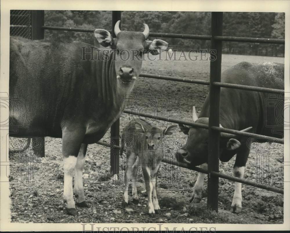 1961 &quot;First&quot; family of Banteng Oxen at England&#39;s Whipsnade Zoo - Historic Images