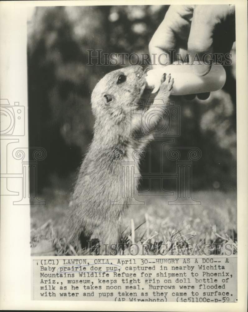 1959 Baby prairie dog takes noon meal from doll bottle - Historic Images