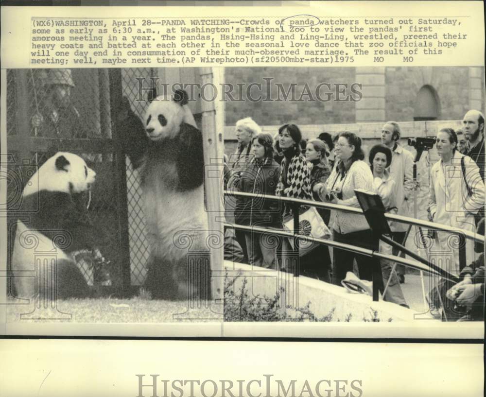 1975 Crowds of panda watchers at Washington&#39;s National Zoo - Historic Images