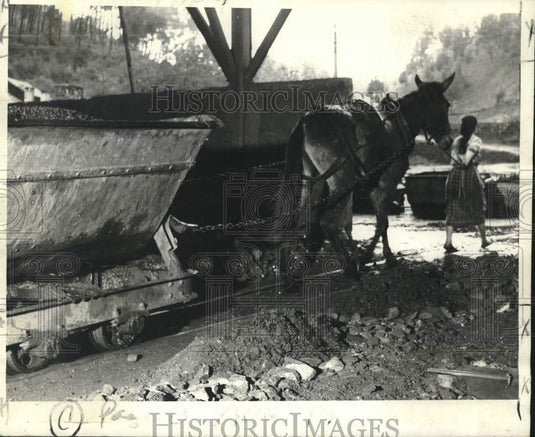 1969 Press Photo Women leads donkey from mine tunnel - now38817-Historic Images