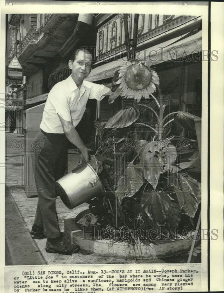 1970 Press Photo Joseph "Little Joe" Parker waters sunflower plant along street - Historic Images