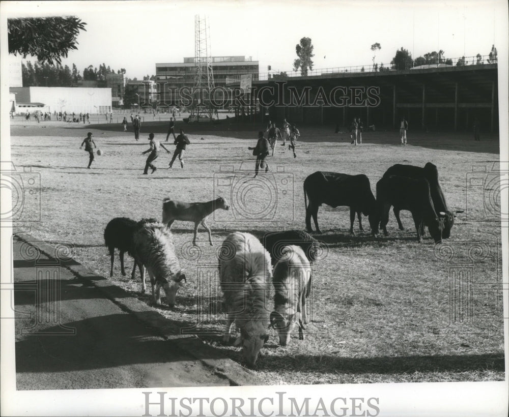 1970 Press Photo Boys playing soccer in Addis Ababa next to livestock-Historic Images