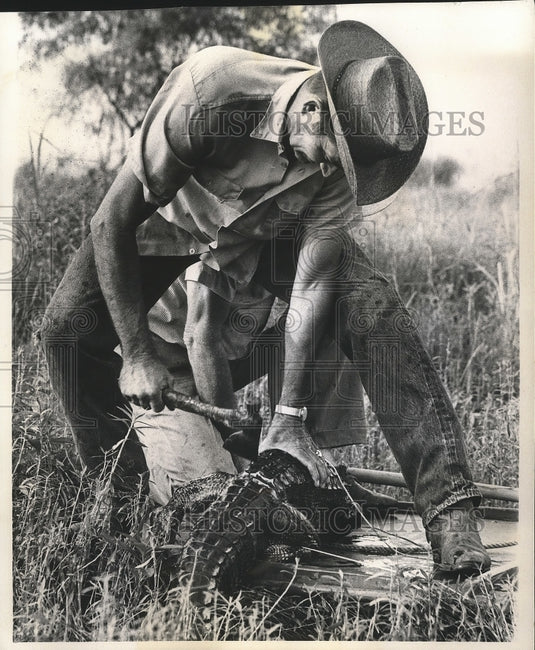 1972 Trapper Jimmy Labove hunts alligator in Cameron Parish. - Historic Images