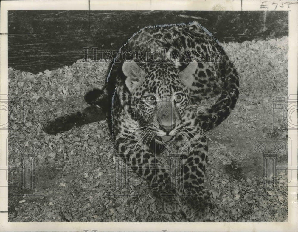 1957 Press Photo Animals - Leopard Named Rajah Attacks Child at Audubon Zoo-Historic Images