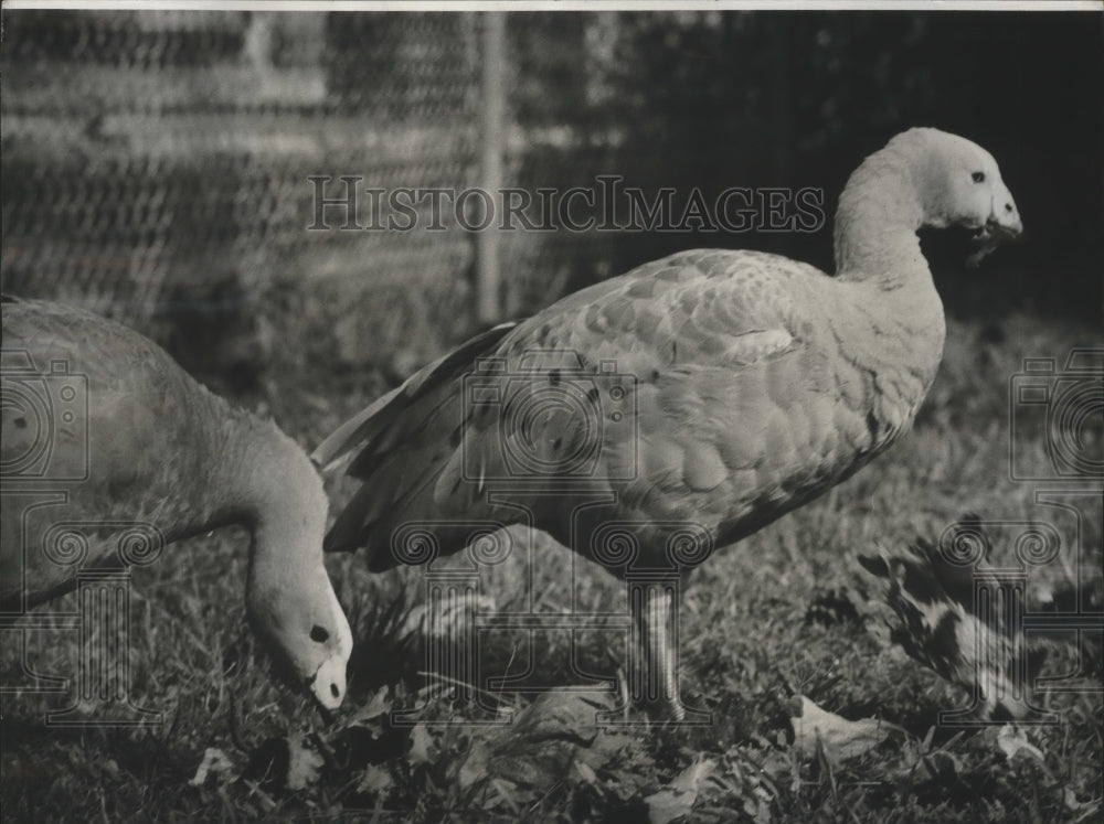 1976 Press Photo Animals - The Cereopsis Goose at the Audubon Park Zoo-Historic Images