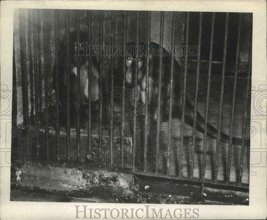 1948 Press Photo Animals - Two Baboons at Audubon Park Zoo in New Orleans- Historic Images