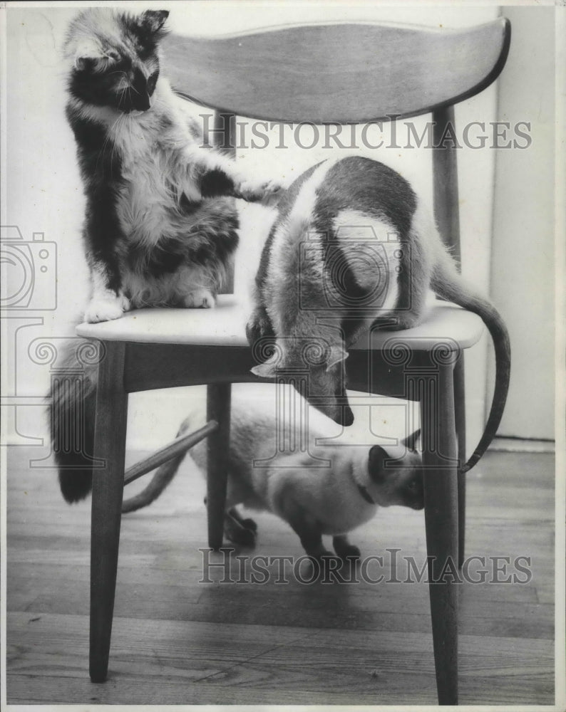 1970 Press Photo Rebecca the aardvark plays with cats, Hillary and Mitzi.- Historic Images