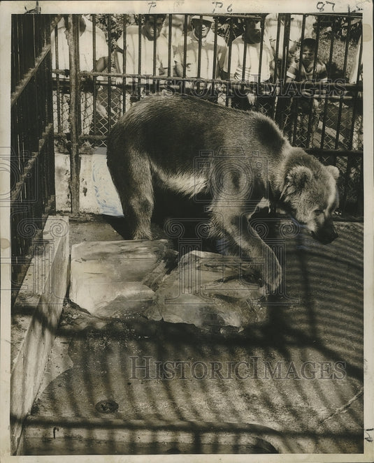 1952 Press Photo New Orleans Audubon Park Zoo - Bear Playing with Ice-Historic Images