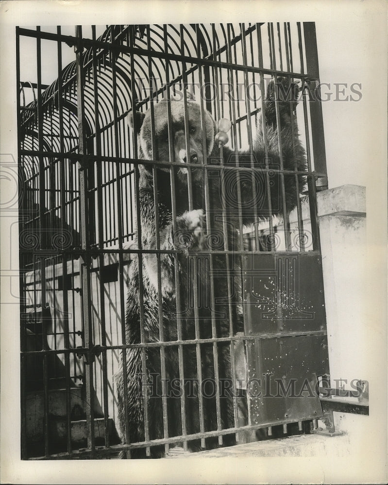 1948 Press Photo Kodiak Bear Named Richard in a Cage - Historic Images