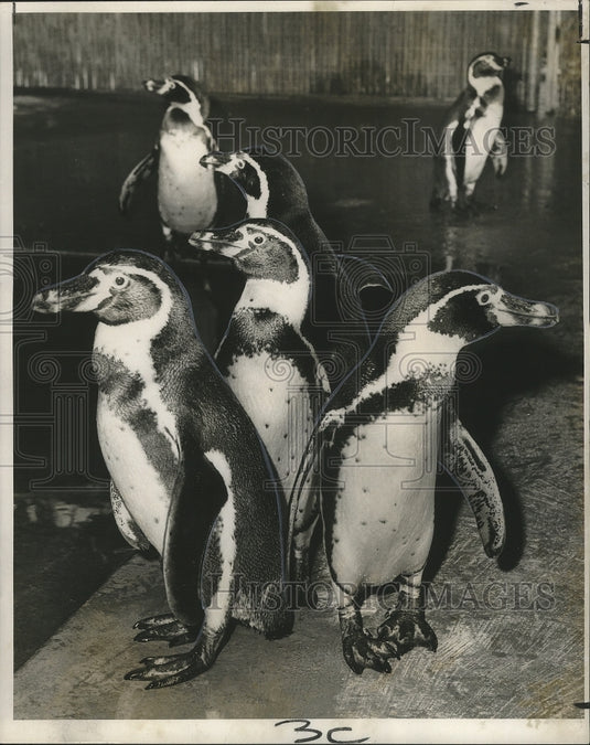 1966 Press Photo New Orleans Audubon Zoo - Humboldt Penguins in New Home - Historic Images