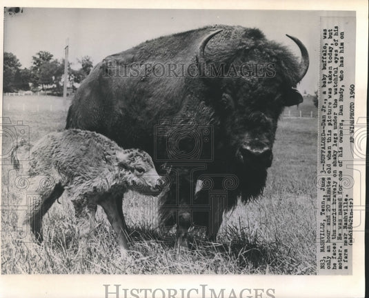 1960 Baby Buffalo Dan Jr. Over An Hour Old with Mother in Nashville-Historic Images