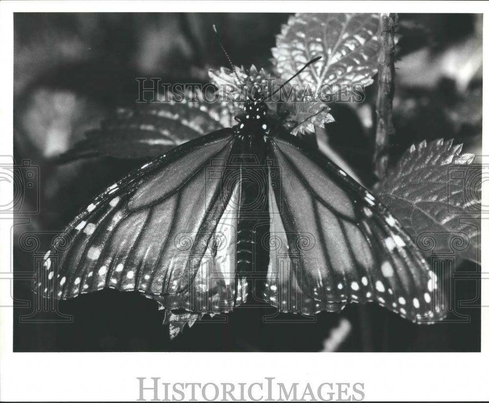 1995 Press Photo Monarch Butterfly at Audubon Zoo, New Orleans, Louisiana - Historic Images