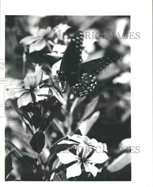 1990 Press Photo Butterfly at Live Oak Gardens, Jefferson Island - Historic Images
