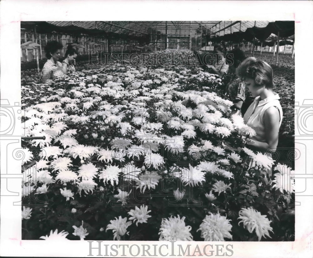 1964 Press Photo Women in photo pick side buds from flowers for larger growth - Historic Images