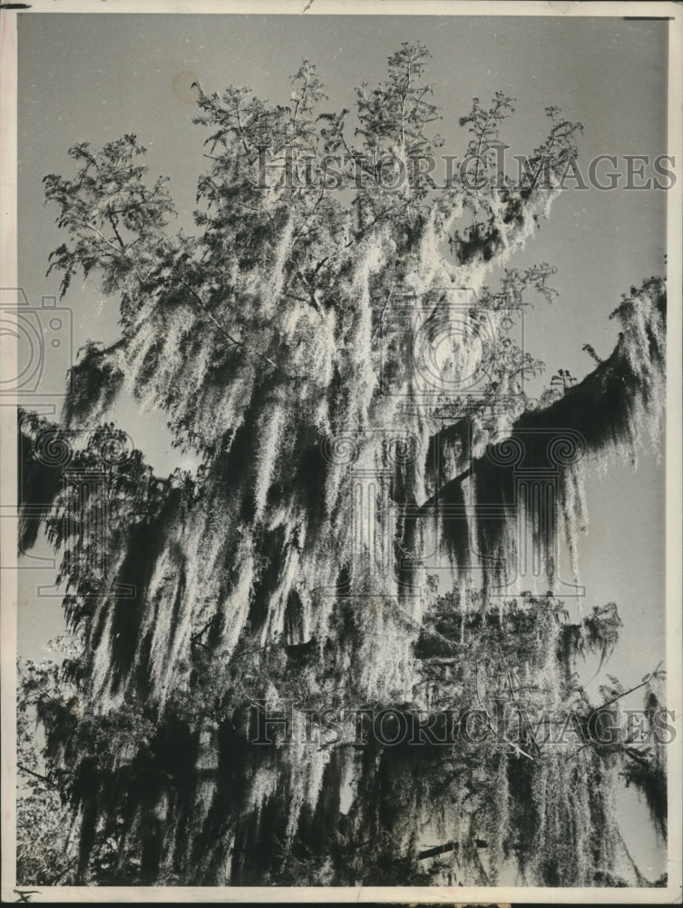 1961 Moss-Covered Tree near Baton Rouge, Louisiana - Historic Images