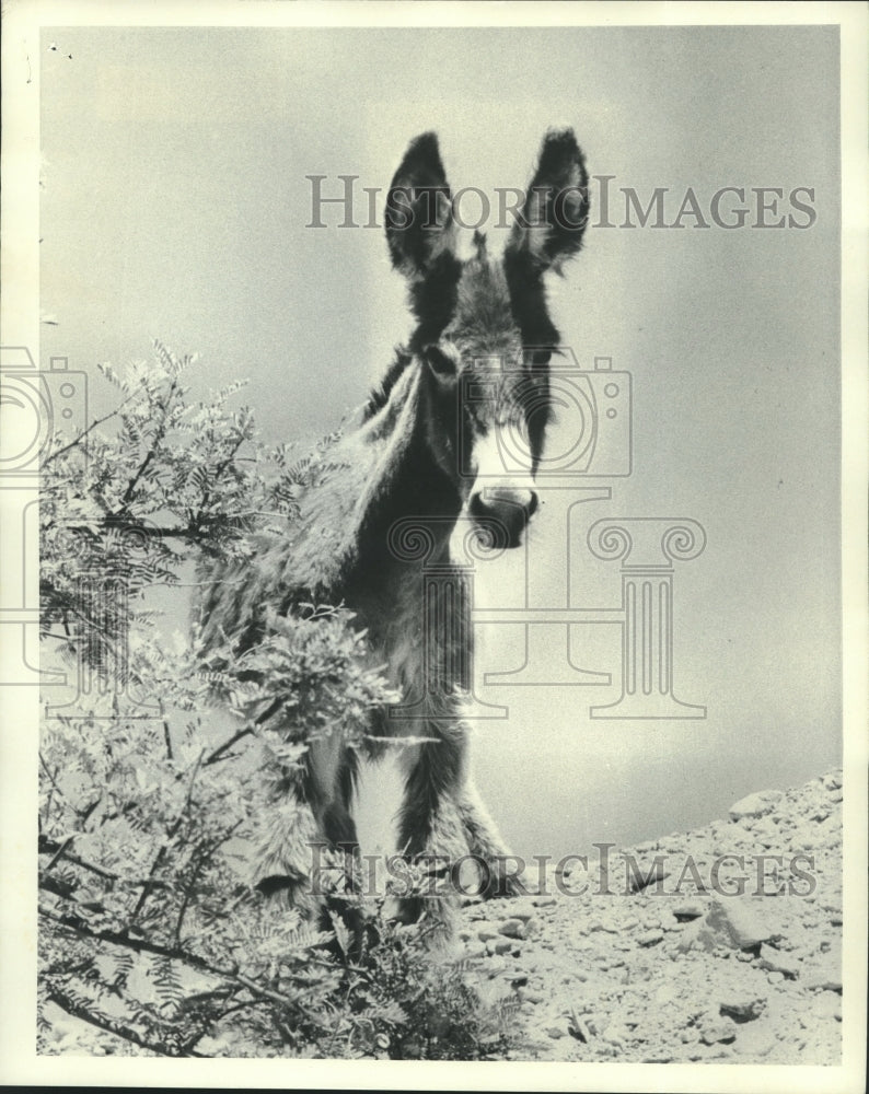 1985 Press Photo Burros used by miners prospecting in the Grand Canyon- Historic Images
