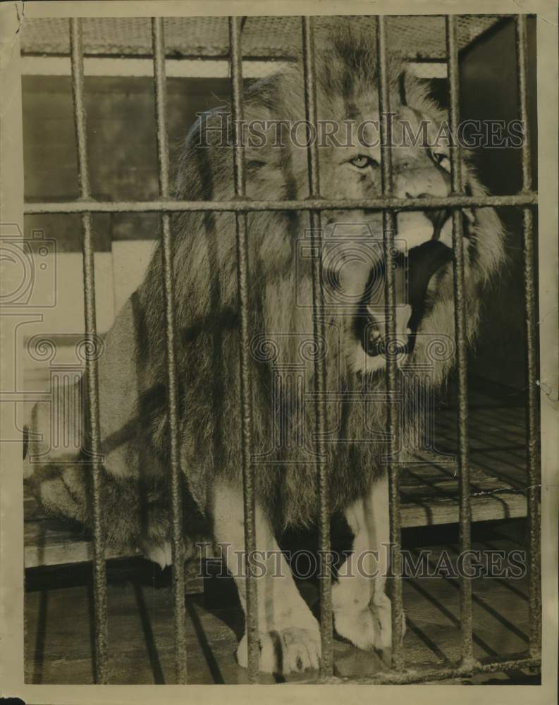 1959 Press Photo Male Lion at Audubon Zoo, New Orleans - Historic Images