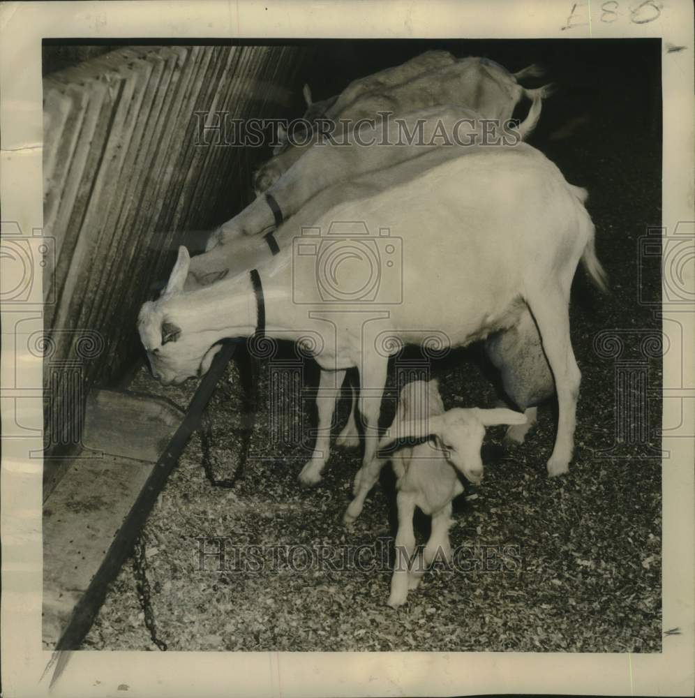 1948 Press Photo Goats Feeding on barley, oats &amp; corn at The Major Farm, Hwy 90-Historic Images