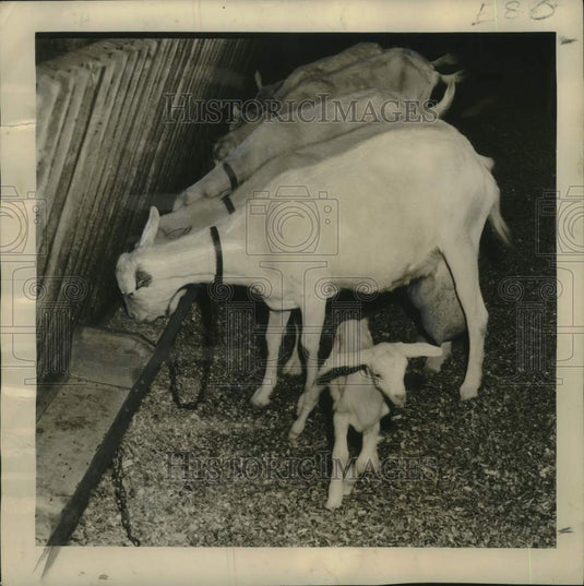 1948 Press Photo Goats Feeding on barley, oats & corn at The Major Farm, Hwy 90-Historic Images