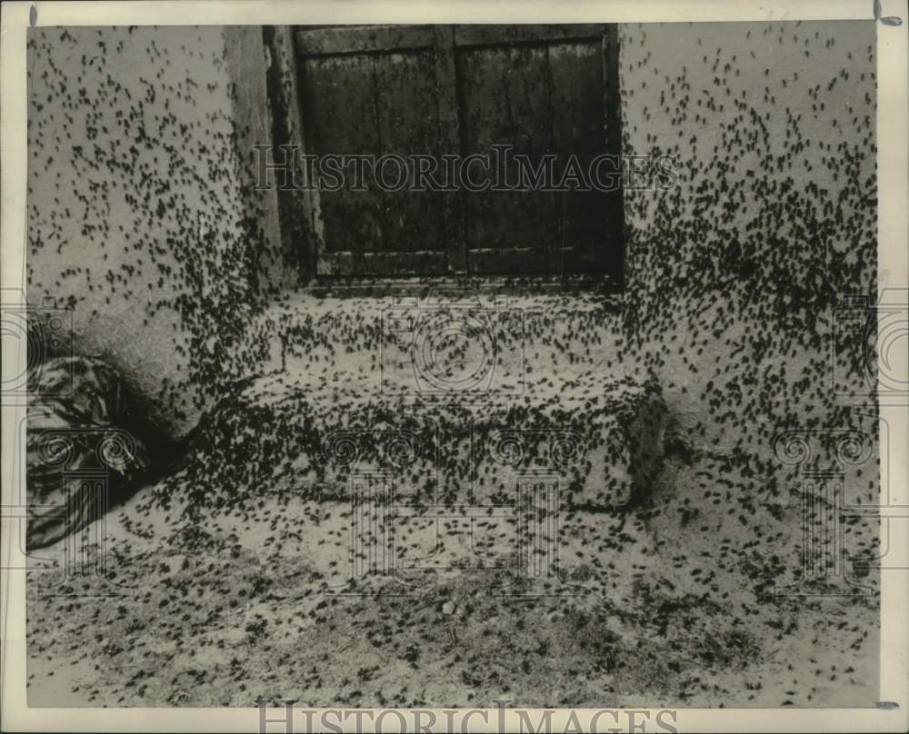 1952 Locusts Cover Doorstep of Iranian Home-Historic Images