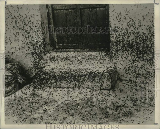 1952 Locusts Cover Doorstep of Iranian Home-Historic Images