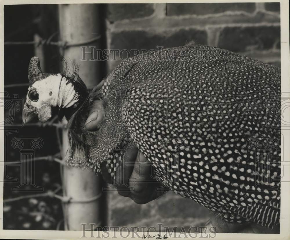 1958 Press Photo Guinea Fowl - Historic Images