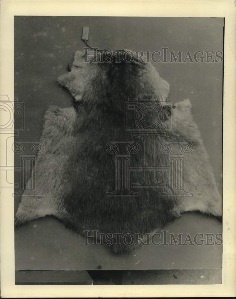 1948 Press Photo Muskrat Pelt - nox50808- Historic Images