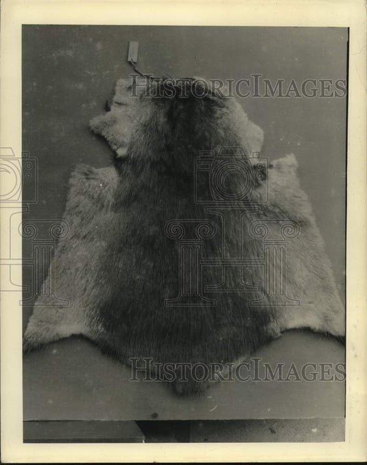 1948 Press Photo Muskrat Pelt - nox50808- Historic Images