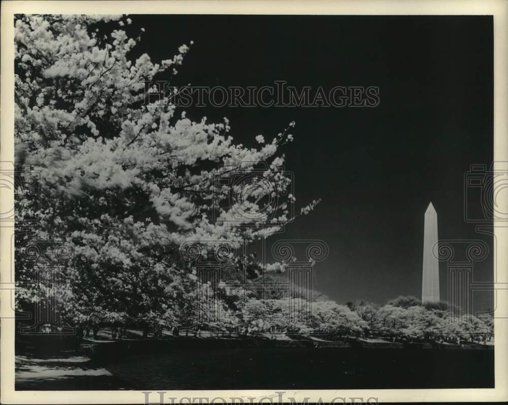 1952 Press Photo Cherry Blossom amidst the Monument in Washington, D.C.- Historic Images