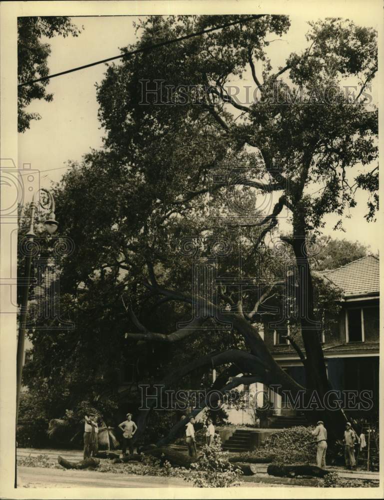 1940 Press Photo Clean-up of oak tree falling on St. Charles Avenue, New Orleans- Historic Images