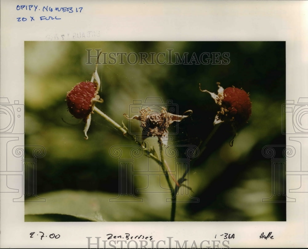 2000 Thimbleberries-Historic Images