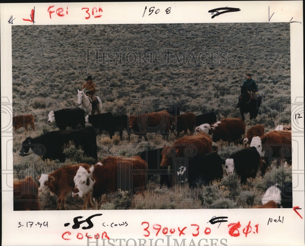 1994 Press Photo Cattle Being Herded - orb03058- Historic Images