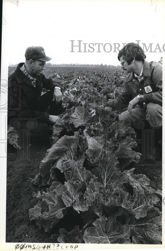 1983 Press Photo R W May and Delbert Hemphill check May's cauliflower for damage- Historic Images