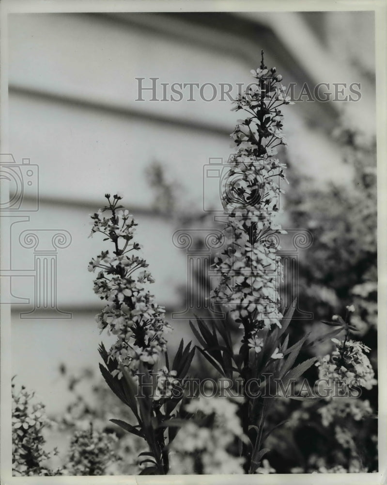 Press Photo Spheria Douglasu native blooms - orb12784 - Historic Images