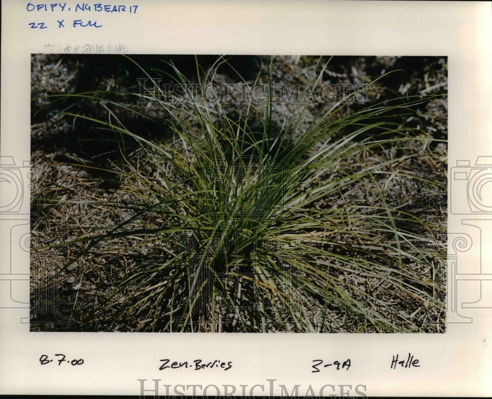 2000 Press Photo Bear Grass - orb15868 - Historic Images