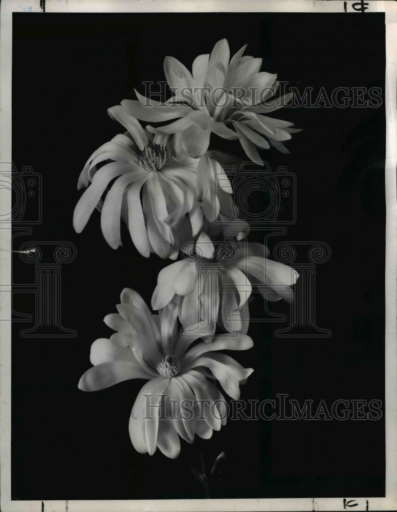 1951 Press Photo Magnolia Stellata, unpruned, is full of star-like white blossom - Historic Images