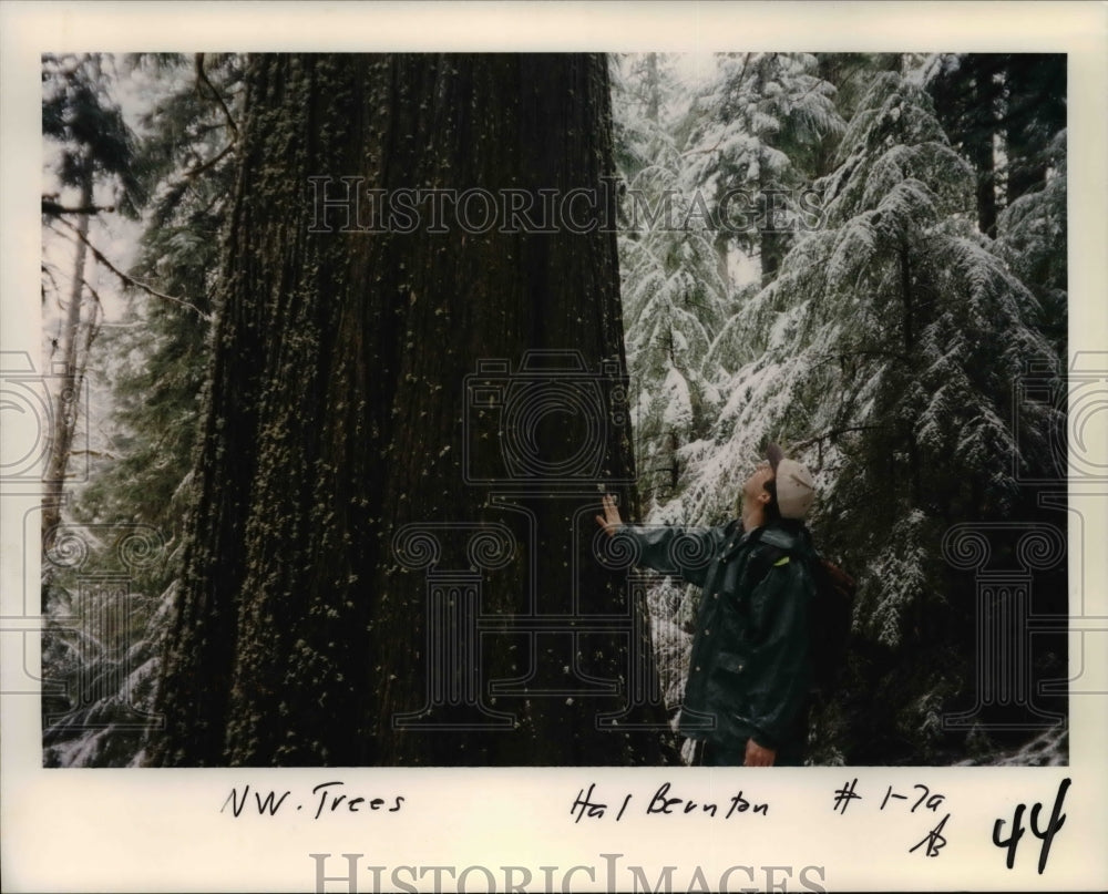 Trees, Logging - Oregon, Winberry creek-Historic Images