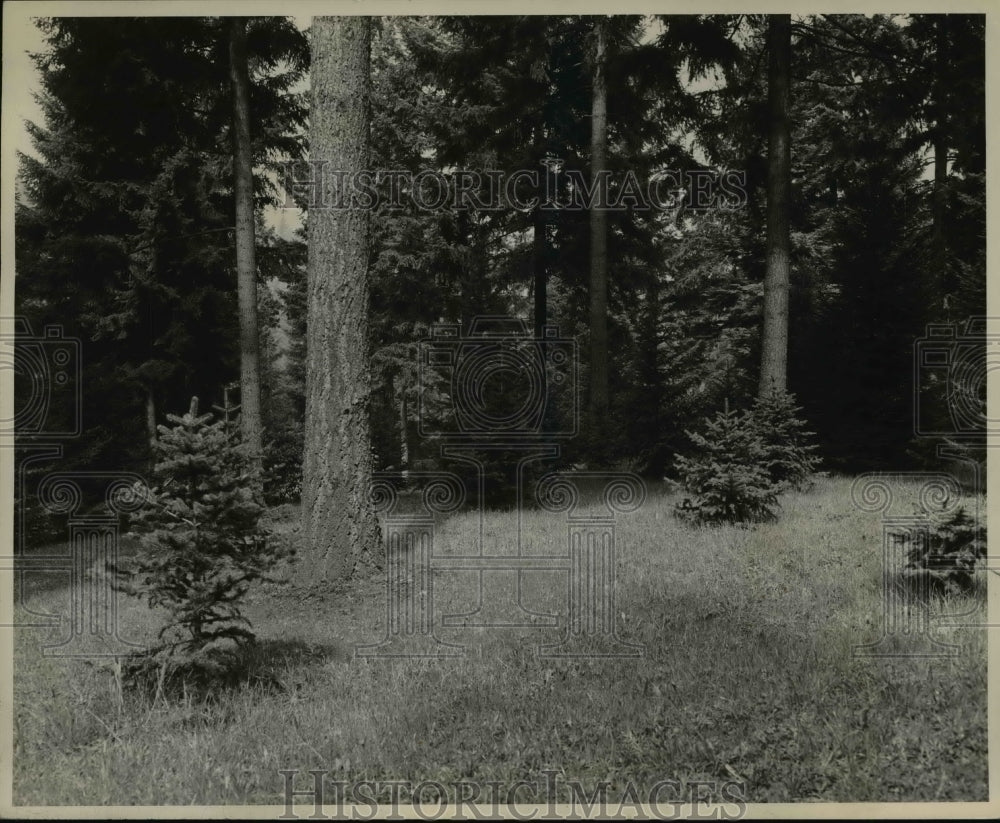 1951 Hoyt arboretum specimen-Historic Images