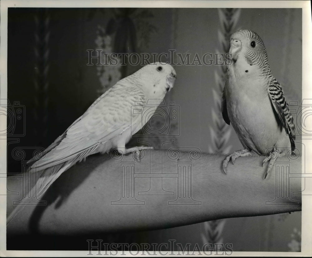 1952 Press Photo A pair of Parakeets resting on an arm - Historic Images