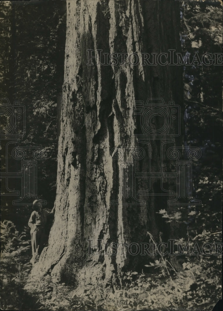 Big Tree-Historic Images