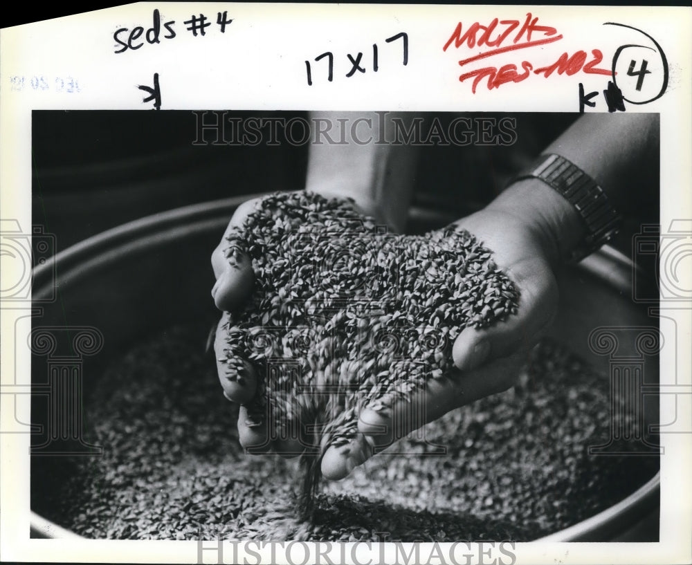 1983 Press Photo Certified Douglas Fir Seed from 1980 - orb68676- Historic Images
