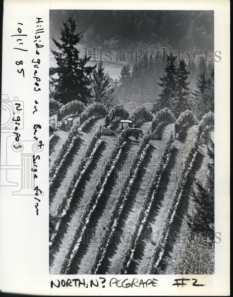 1985 Press Photo Harvest time is a busy time in the vineyards - orb74798- Historic Images