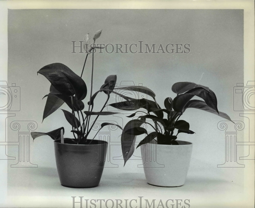 Press Photo Anthorium Plant - orb92819 - Historic Images